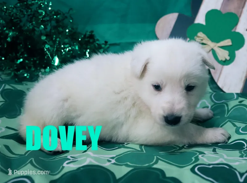 Dovey – German Shepherd Dog puppy for sale in Jasper, AR