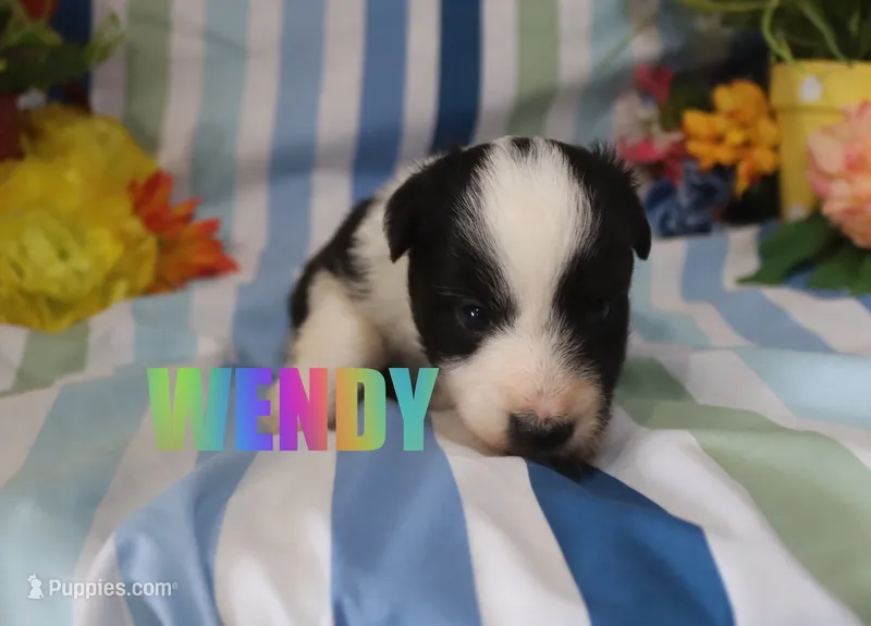 Wendy – Miniature Australian Shepherd puppy for sale in Jasper, AR