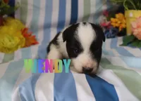 Wendy, a female Miniature Australian Shepherd for sale in Jasper, AR – 1 of 1