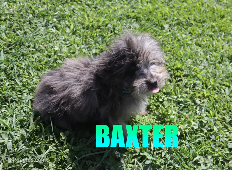 Baxter – Miniature Aussiedoodle puppy for sale in Jasper, AR