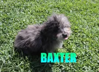Baxter, a male Miniature Aussiedoodle for sale in Jasper, AR – 2 of 9