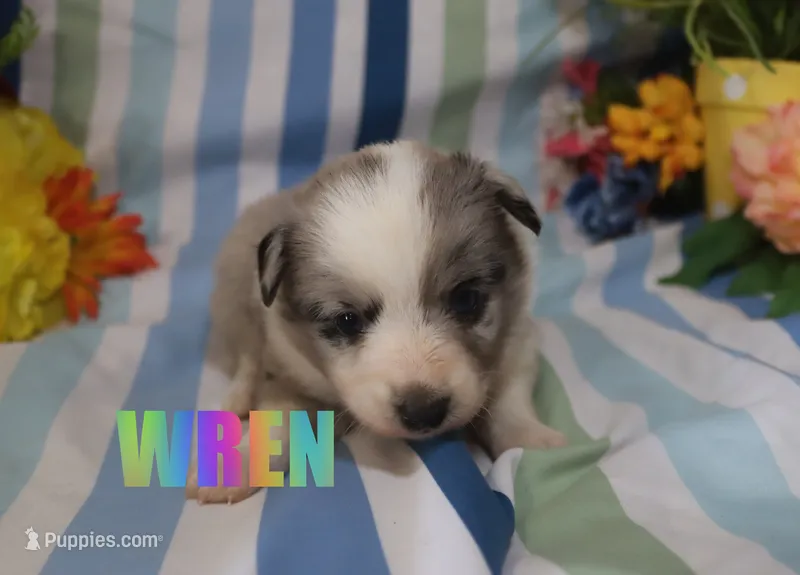 Wren – Miniature Australian Shepherd puppy for sale in Jasper, AR
