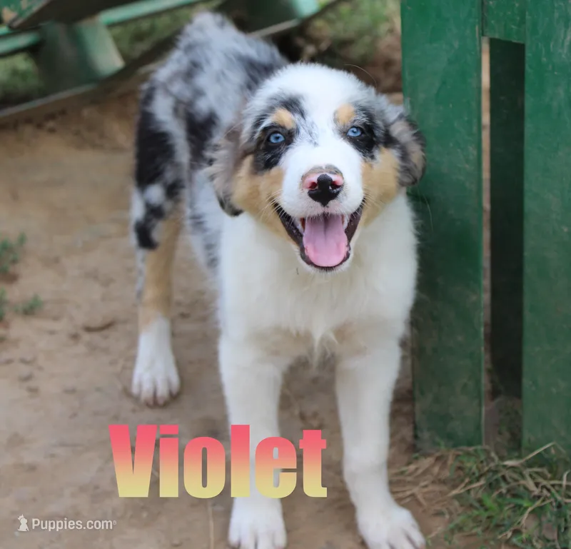 Violet – Australian Shepherd puppy for sale in Jasper, AR