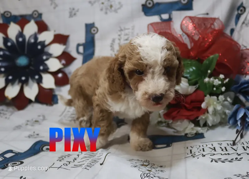 Pixy – Poodle - Miniature  puppy for sale in Jasper, AR