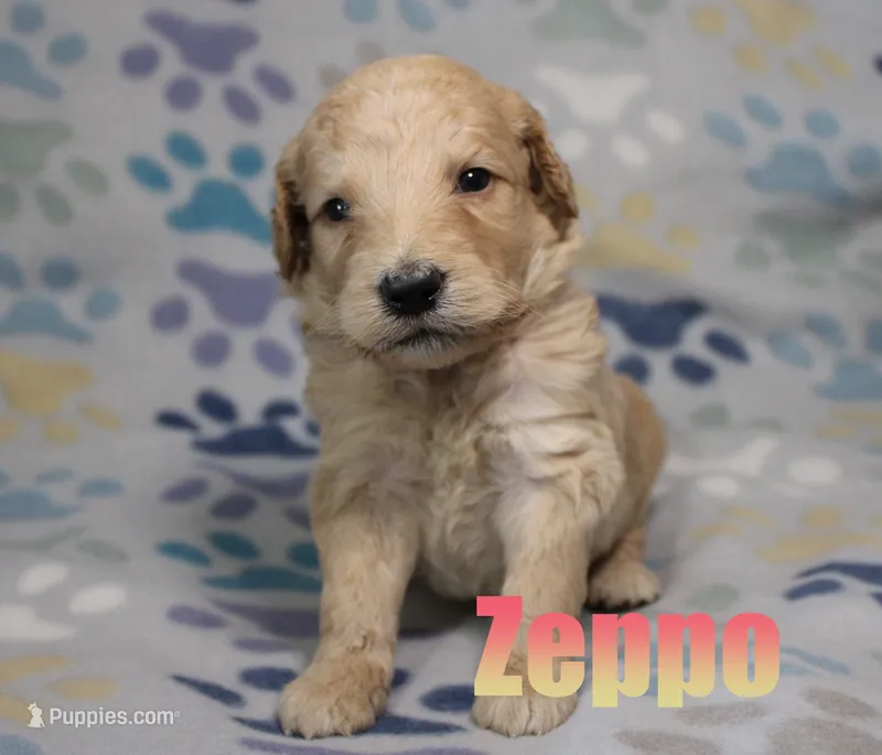 Zeppo – Goldendoodle puppy for sale in Jasper, AR