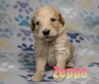 Zeppo, a male Goldendoodle for sale in Jasper, AR – 1 of 2