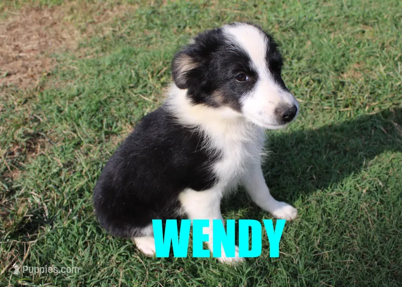 Wendy – Miniature Australian Shepherd puppy for sale in Jasper, AR