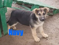 Navy, a male German Shepherd Dog for sale in Jasper, AR – Photo 3 of 6