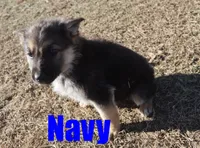 Navy, a male German Shepherd Dog for sale in Jasper, AR – Photo 6 of 6