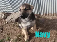 Navy, a male German Shepherd Dog for sale in Jasper, AR – Photo 4 of 6
