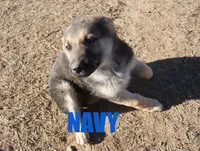 Navy, a male German Shepherd Dog for sale in Jasper, AR – Photo 5 of 6