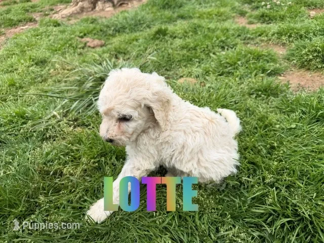 Lotte – Poodle - Standard  puppy for sale in Jasper, AR