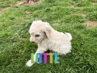 Lotte, a female Poodle - Standard  for sale in Jasper, AR – 1 of 3