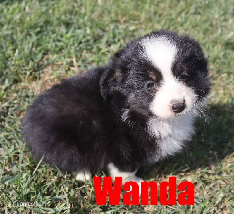 Wanda – Miniature Australian Shepherd puppy for sale in Jasper, AR