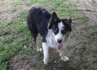 Hank, a male Australian Shepherd for sale in Jasper, AR – 2 of 3