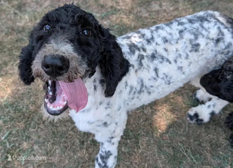 Lyra – Poodle - Standard  puppy for sale in Jasper, AR