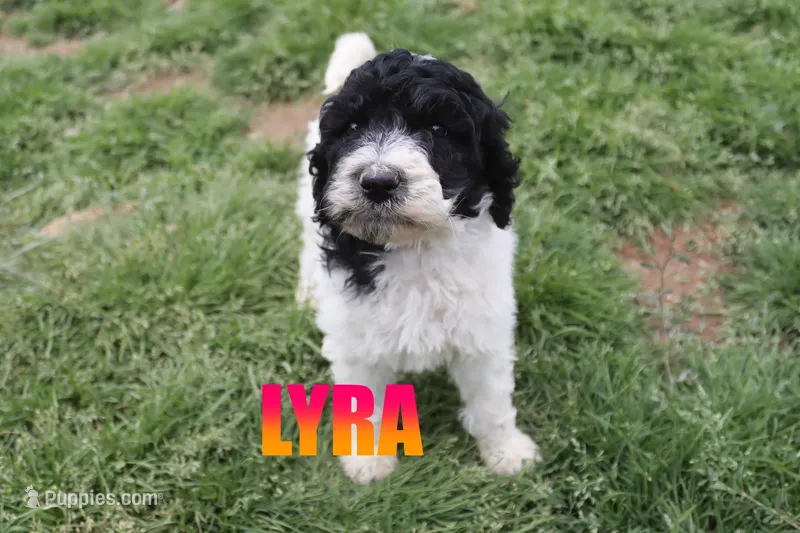Lyra – Poodle - Standard  puppy for sale in Jasper, AR