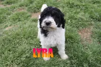 Lyra, a male Poodle - Standard  for sale in Jasper, AR – 4 of 8