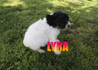 Lyra, a male Poodle - Standard  for sale in Jasper, AR – 5 of 8