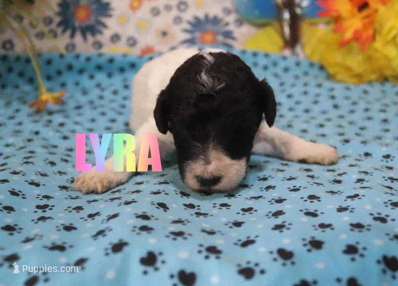 Lyra – Poodle - Standard  puppy for sale in Jasper, AR