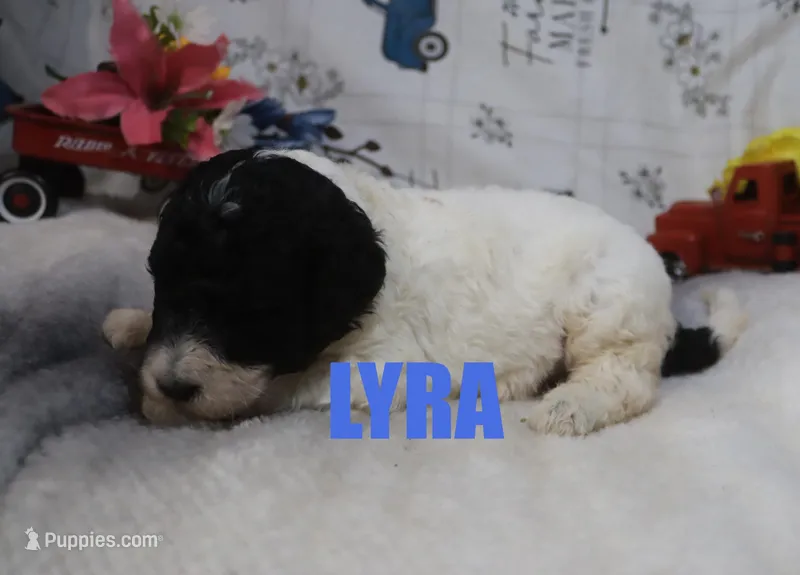 Lyra – Poodle - Standard  puppy for sale in Jasper, AR