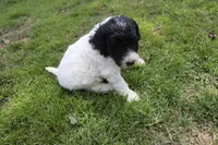 Lyra, a male Poodle - Standard  for sale in Jasper, AR – 6 of 8