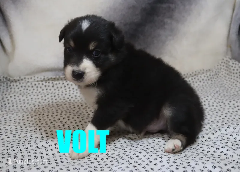 Volt – Australian Shepherd puppy for sale in Jasper, AR
