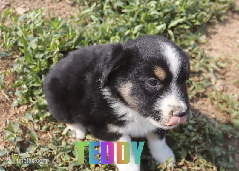 Teddy – Miniature Australian Shepherd puppy for sale in Jasper, AR