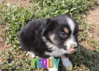 Teddy, a male Miniature Australian Shepherd for sale in Jasper, AR – 4 of 8