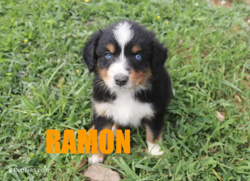 Ramon – Australian Shepherd puppy for sale in Jasper, AR