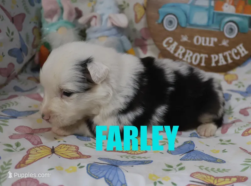 Farly – Australian Shepherd puppy for sale in Jasper, AR