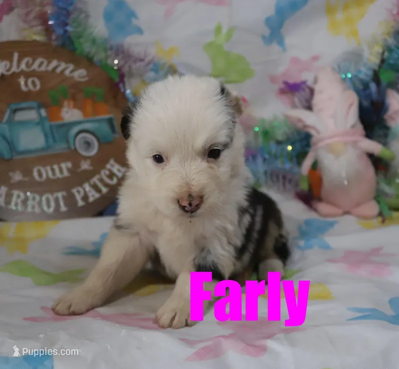 Farly – Australian Shepherd puppy for sale in Jasper, AR