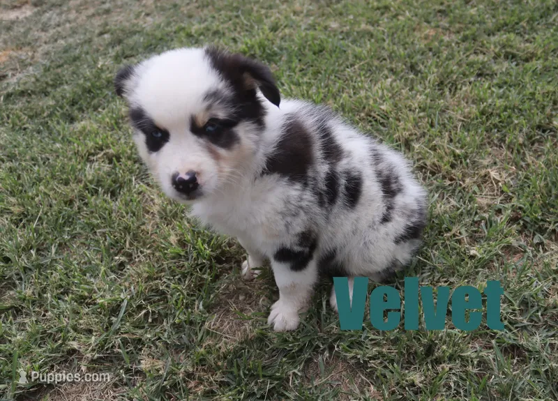 Velvet – Australian Shepherd puppy for sale in Jasper, AR