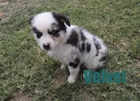 Velvet, a female Australian Shepherd for sale in Jasper, AR – 2 of 8