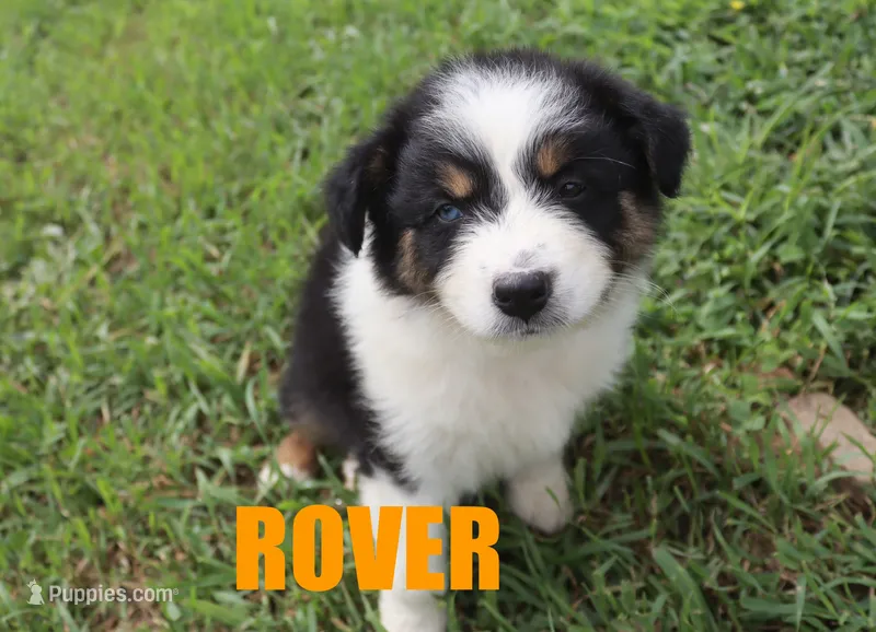 Rover – Australian Shepherd puppy for sale in Jasper, AR