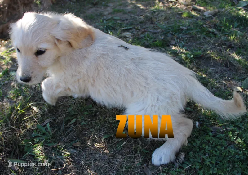 Zuna – Goldendoodle puppy for sale in Jasper, AR