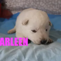 Darleen, a female German Shepherd Dog for sale in Jasper, AR – Photo 2 of 2