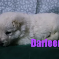 Darleen, a female German Shepherd Dog for sale in Jasper, AR – Photo 1 of 2