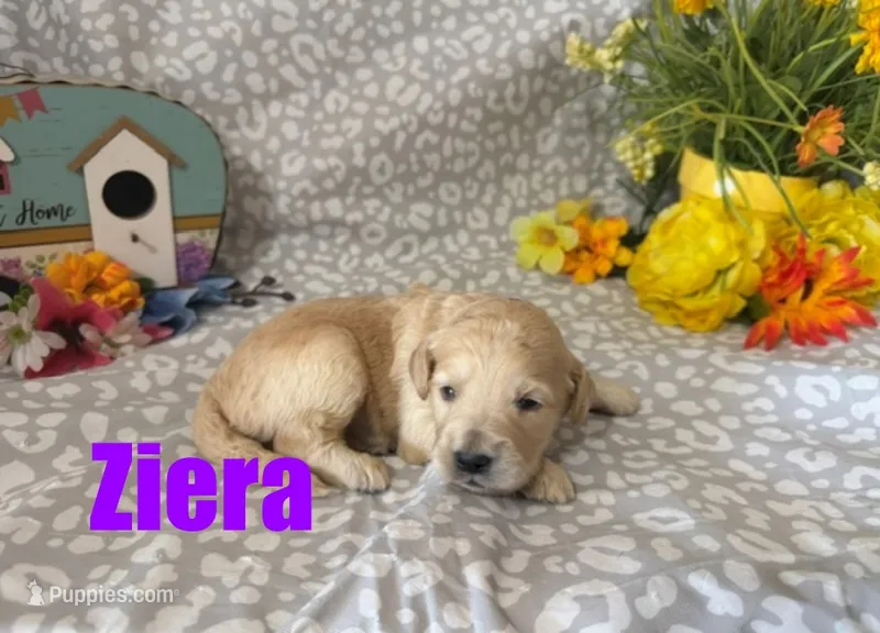 Ziera – English Goldendoodle puppy for sale in Jasper, AR