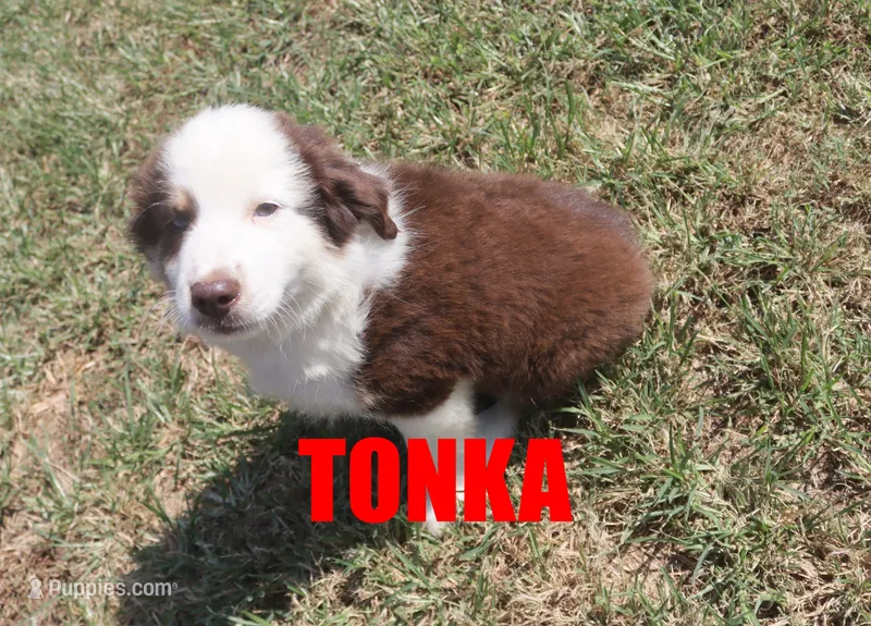 Tonka – Miniature Australian Shepherd puppy for sale in Jasper, AR