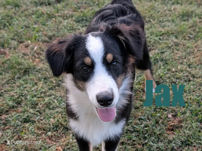 Jax – Australian Shepherd puppy for sale in Jasper, AR