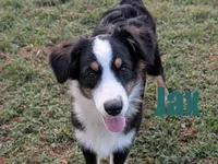 Jax, a male Australian Shepherd for sale in Jasper, AR – 1 of 2