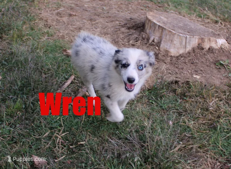 Wren – Miniature Australian Shepherd puppy for sale in Jasper, AR