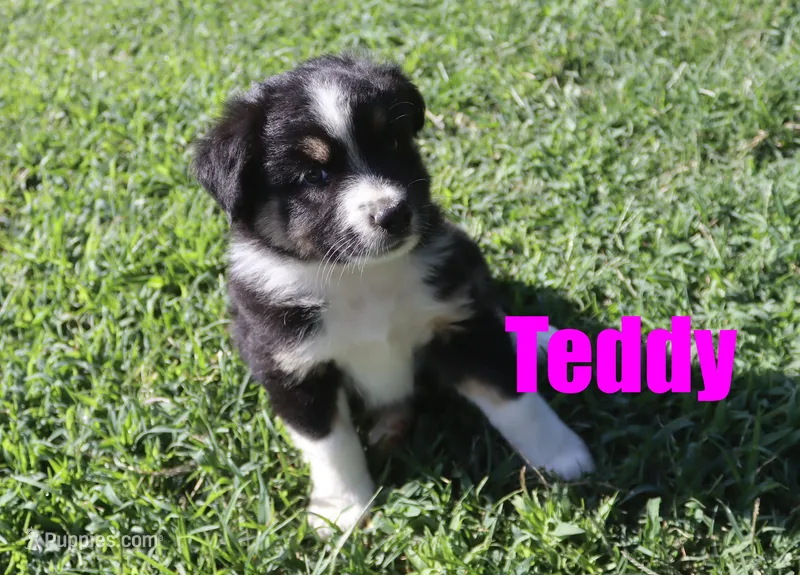 Teddy – Miniature Australian Shepherd puppy for sale in Jasper, AR