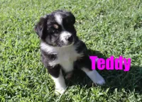 Teddy, a male Miniature Australian Shepherd for sale in Jasper, AR – 3 of 8