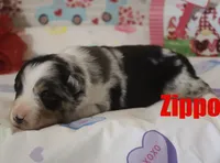 Zippo, a male Australian Shepherd for sale in Jasper, AR – 7 of 7