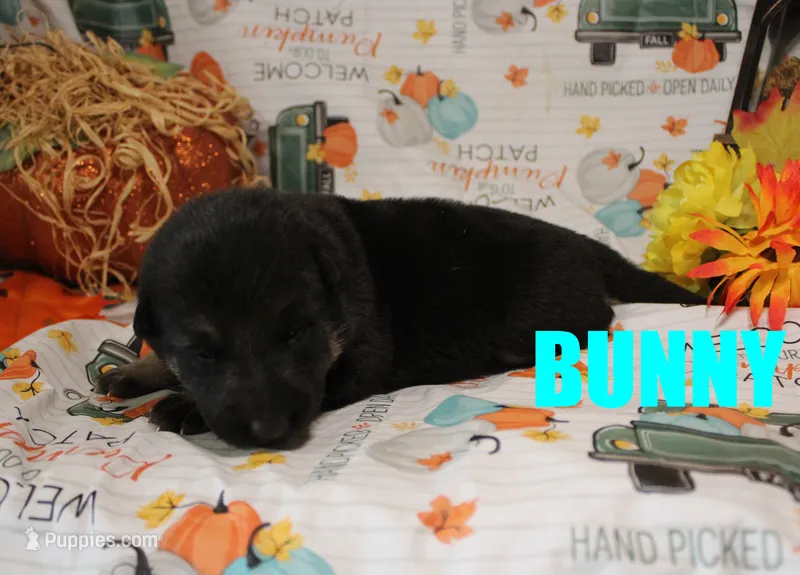 Bunny – German Shepherd Dog puppy for sale in Jasper, AR