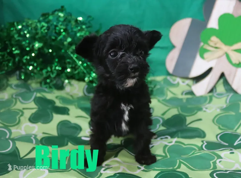 Birdy – Miniature Aussiedoodle puppy for sale in Jasper, AR