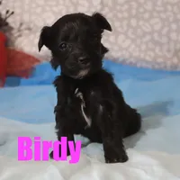 Birdy, a female Miniature Aussiedoodle for sale in Jasper, AR – Photo 2 of 2