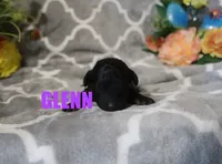 Glen, a male Poodle - Miniature  for sale in Jasper, AR – Photo 10 of 10